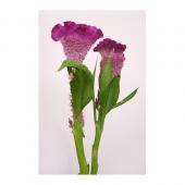 生花】ケイトウ ボンベイパープル - 花材通販はなどんやアソシエ