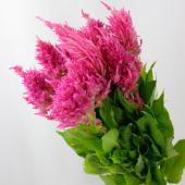 直前!】ケイトウ キャッスルピンク(50cm〜)※ 【生花】 - 花材通販は