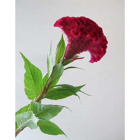 生花 5本売り 北越後のけいとう マーチンローズ 濃いピンク 赤 通販 はなどんやアソシエ