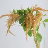 【生花】アマランサス　ホットビスケット　60cm程度【FJ】カクタ花農場ほか