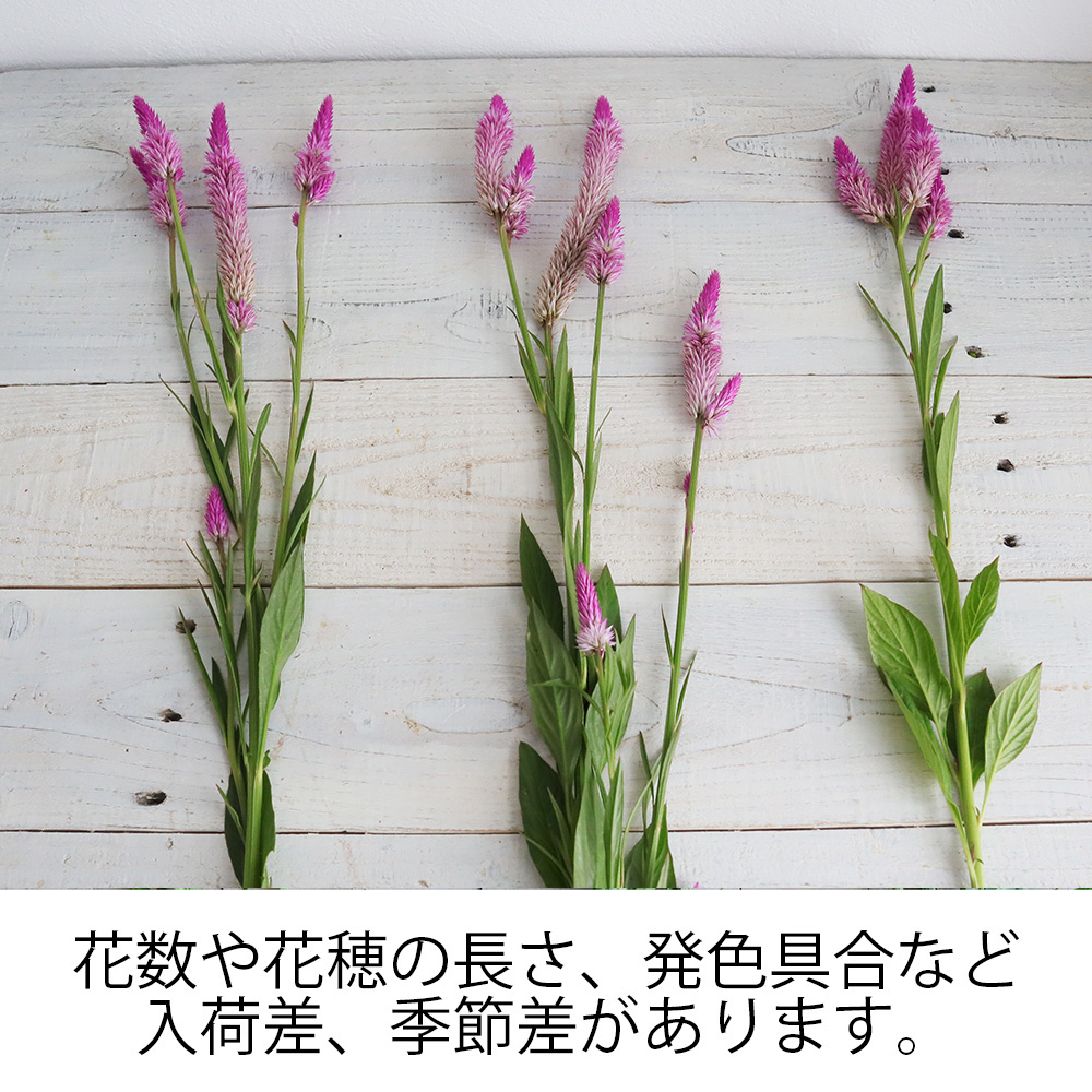 生花 セロシア ピンク系 ルビーパフェなど 40cm程度 Ot 通販 はなどんやアソシエ 生花 セロシア ピンク系 ルビーパフェなど 40cm程度 Ot 通販 はなどんやアソシエ