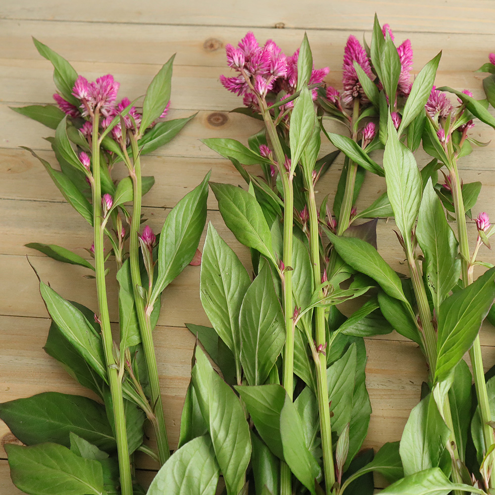 生花 セロシア ピンク系 ルビーパフェなど 40cm程度 Ot 通販 はなどんやアソシエ 生花 セロシア ピンク系 ルビーパフェなど 40cm程度 Ot 通販 はなどんやアソシエ