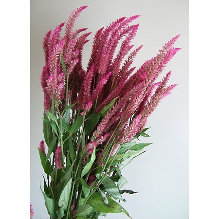 直前 セロシア ピンク系 ルビーパフェなど 生花 通販 はなどんやアソシエ