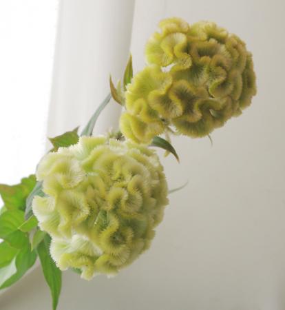 生花 埼玉フジナミ園のケイトウ グリーンボール イエローグリーン 通販 はなどんやアソシエ