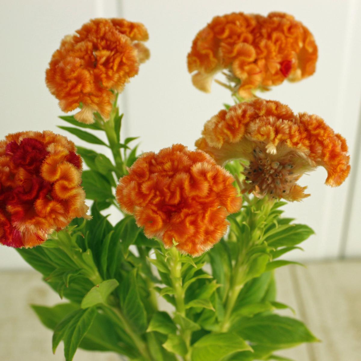 手渡し限定エバーフレッシュ170cm 大型 9号東京都世田谷区・杉並区