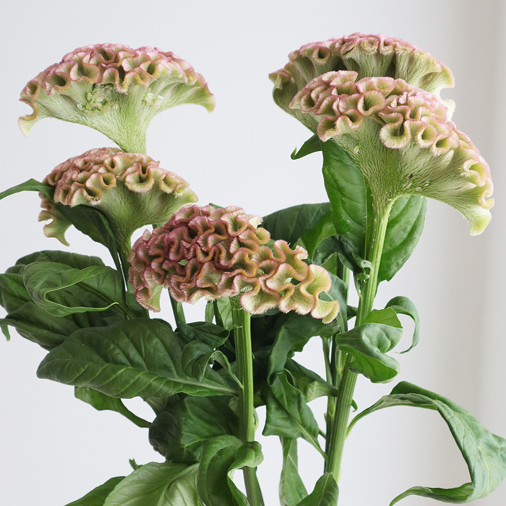 生花】明日香園のケイトウ パオパオピンク 50cm-【OT】 - 花材通販は