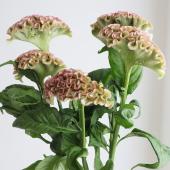 生花】明日香園のケイトウ パオパオピンク 50cm-【OT】 - 花材通販は