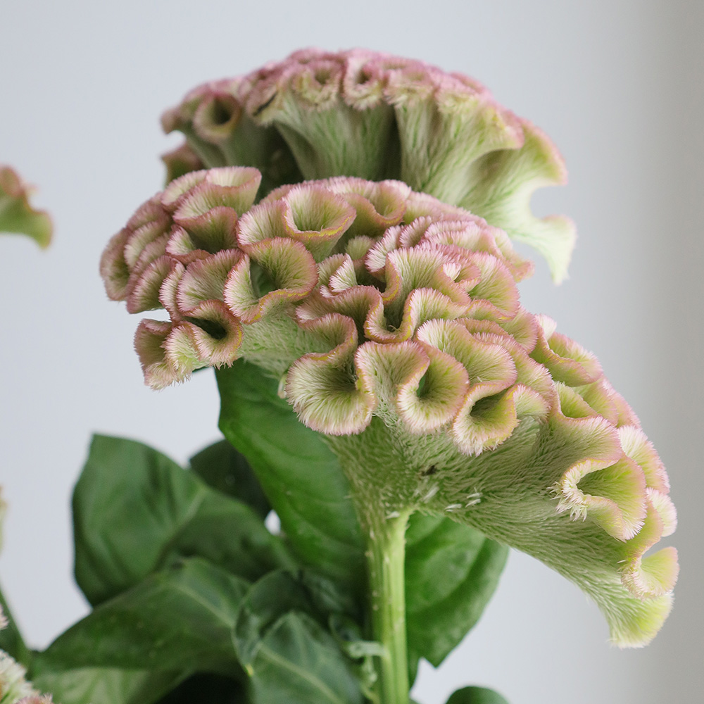 ♦︎ ケイトウ様御専用ページ♦︎ 生花】明日香園のケイトウ パオパオピンク 50cm-【OT】 - 花材通販は