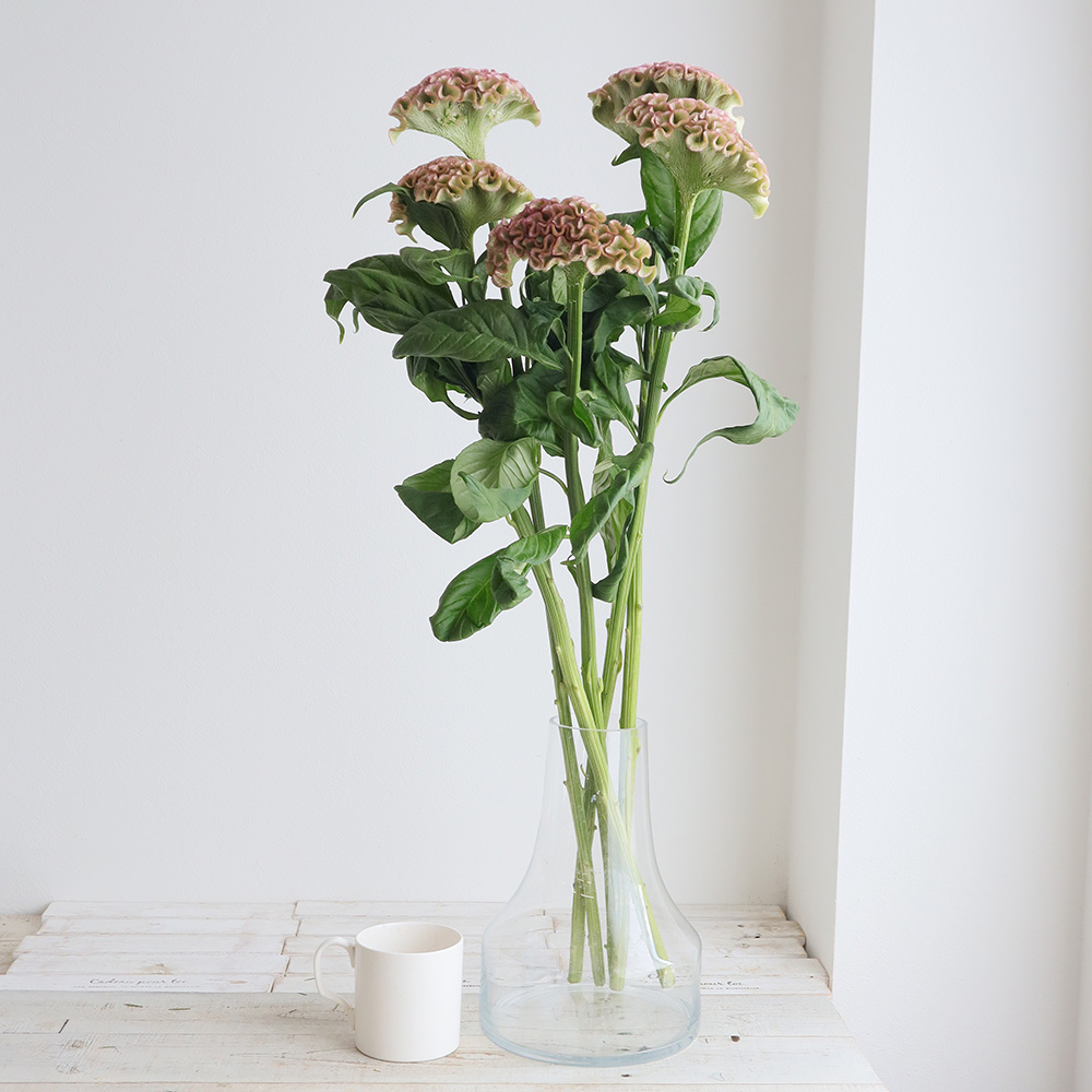 生花】明日香園のケイトウ パオパオピンク 50cm-【OT】 - 花材通販は