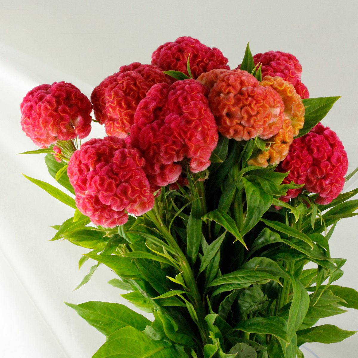 直前!】久留米ケイトウ フィジーラブ(ピンク系)【OTHT】【生花】 - 花