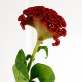 生花】明日香園のケイトウ レッド系 (セレクトナツコレッドなど) - 花