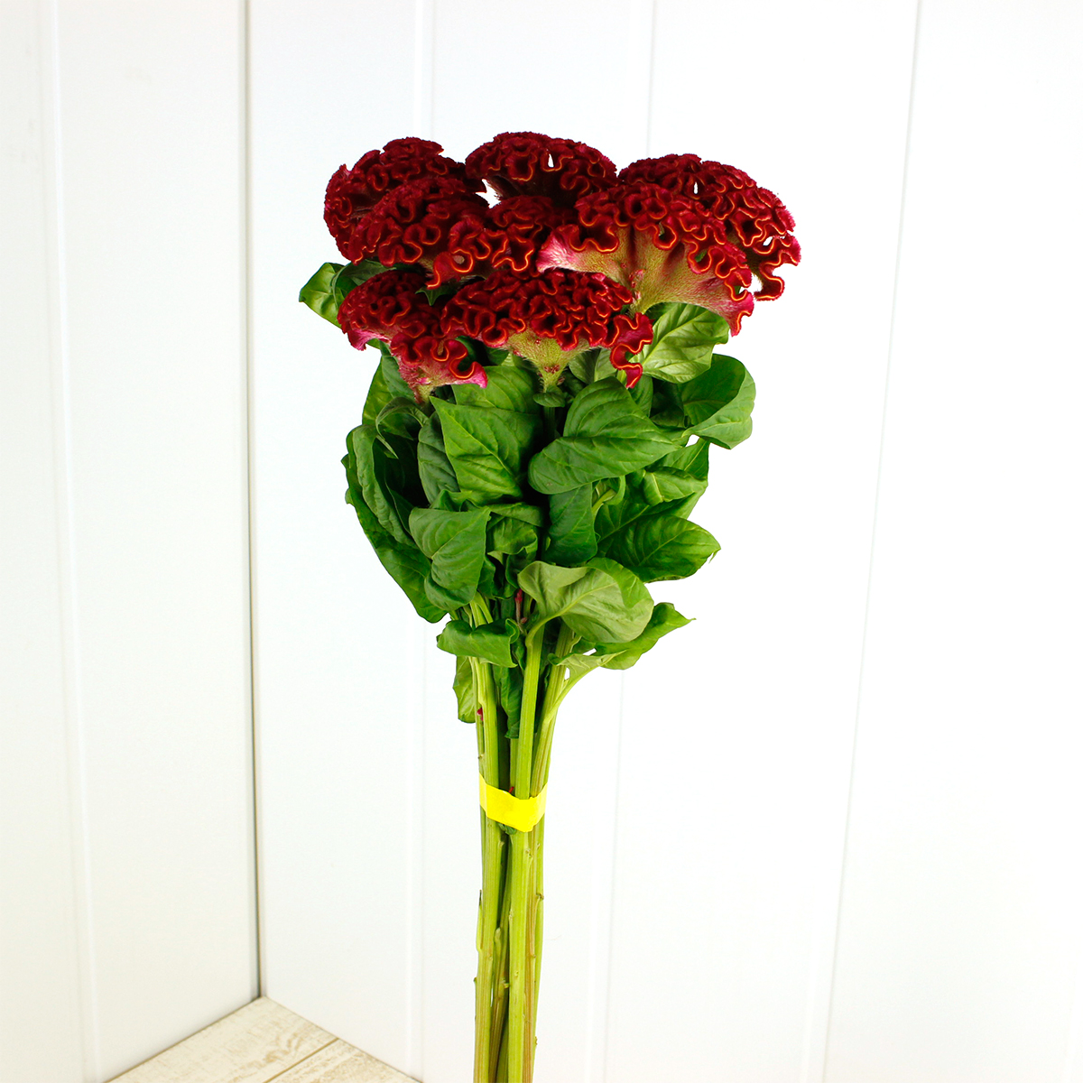 生花 明日香園のケイトウ レッド系 セレクトナツコレッドなど 通販 はなどんやアソシエ 生花 明日香園のケイトウ レッド系 セレクトナツコレッドなど 通販 はなどんやアソシエ