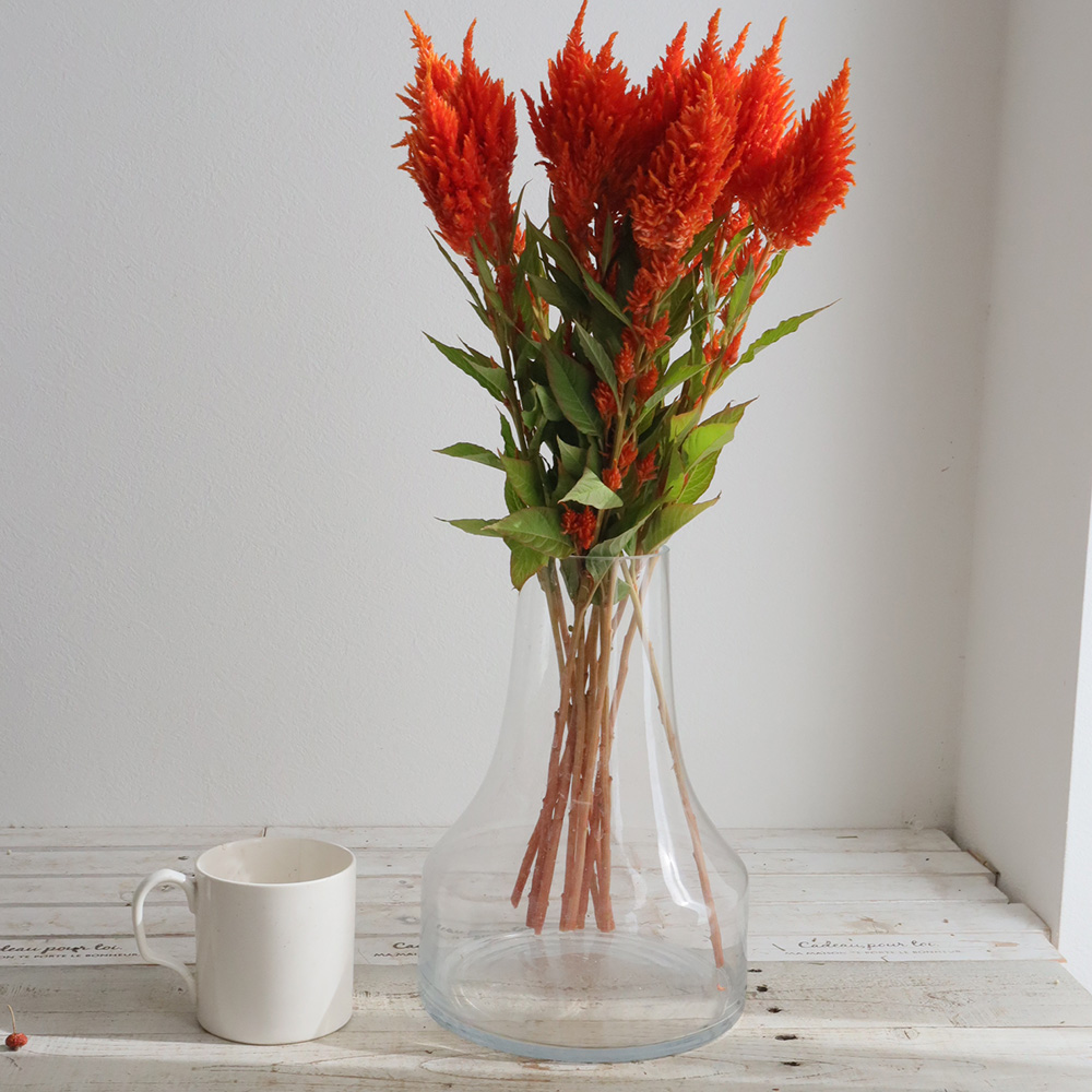 直前】羽毛ケイトウ(オレンジ)サンデーオレンジなど - 花材通販はなど