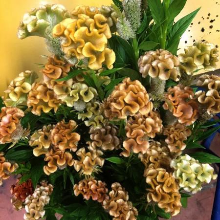 【生花】ケイトウ　プティフルーツ シナモンペコ30cm〜