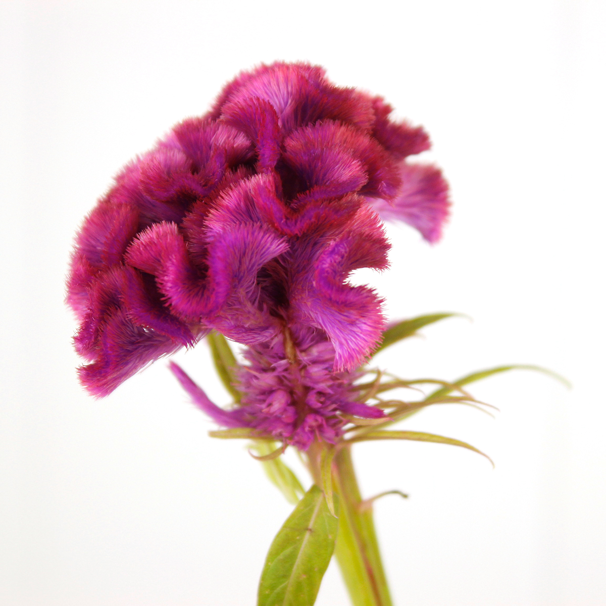 kei cosmos えりも1kg紅 黒0.9栗 山花0.5 霜降クロス（#909 霜降小倉 紫×黒）箱入り 55cm ｜小倉織｜小倉