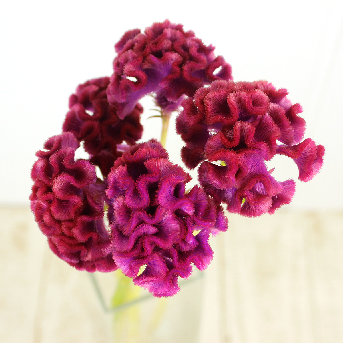 kei cosmos えりも1kg紅 黒0.9栗 山花0.5 卒業式袴レンタルh506九重ｸﾘｰﾑ地赤黒古典×茶袴 | 着物レンタルの