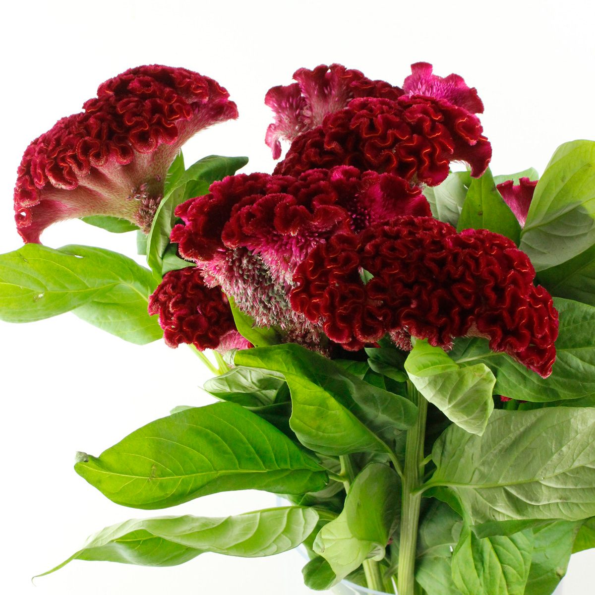 生花】明日香園のケイトウ セレクトレッド(赤) - 花材通販はなどんや