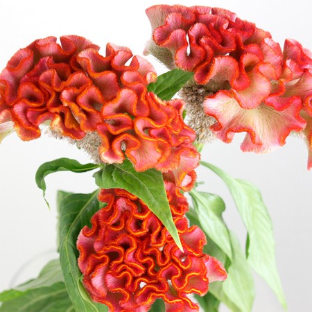 久留米つばき 紅あかり開花 発色の良いオレンジ色っぽい赤色 宅急便.匿名発送 TERRA@FPF8(11/20-24久留米) on X: 