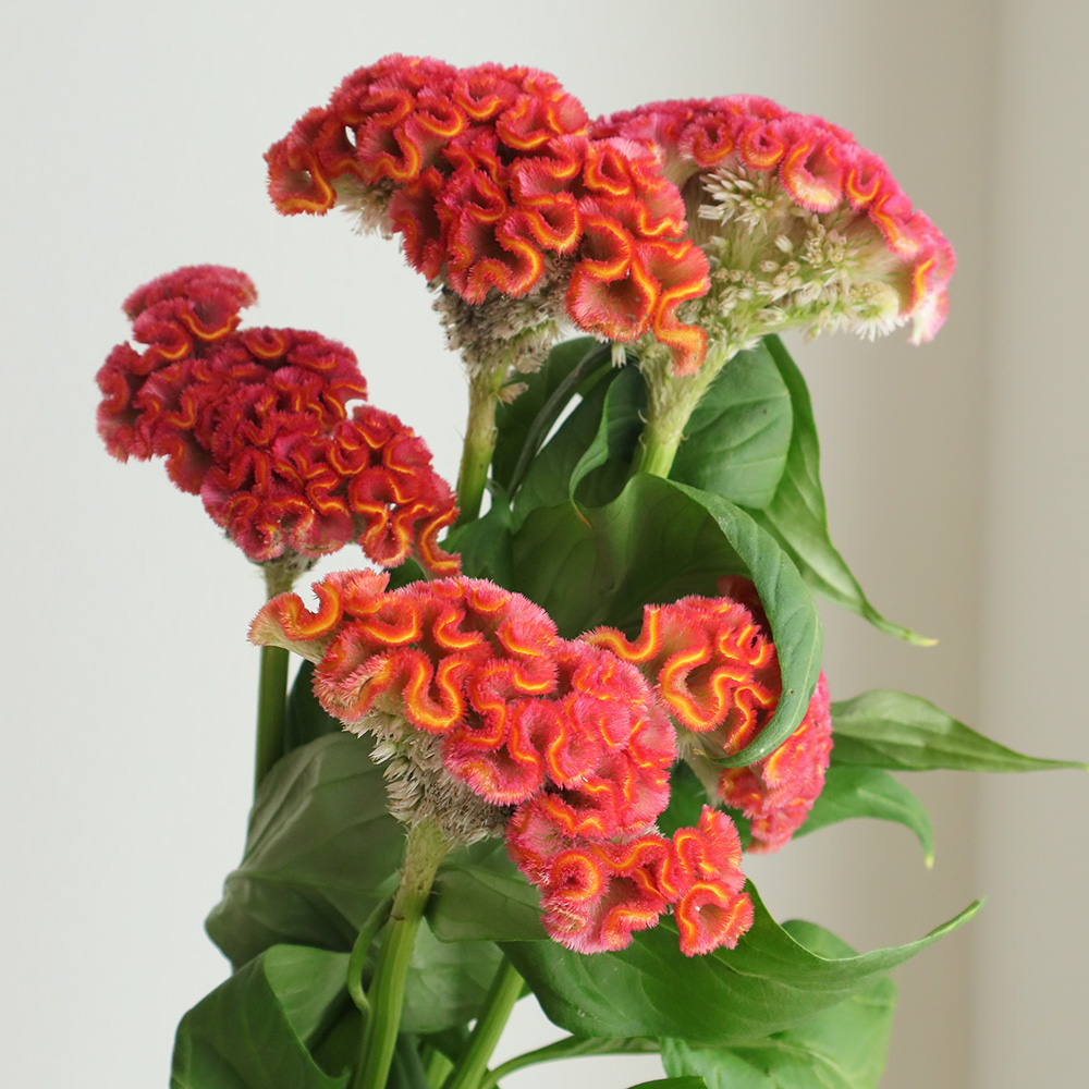 生花】明日香園のケイトウ セレクトオレンジ(オレンジ〜赤) - 花材通販