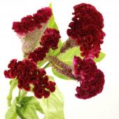 生花】ケイトウ (ボンベイ赤系) チェリーフリルなど 【OT】石毛さん