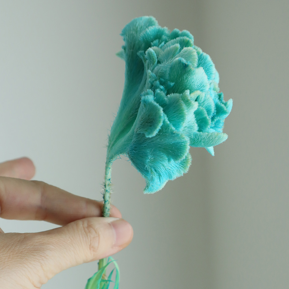 生花】石化ケイトウ 染ライトブルー(水色) 山中さん 【早締切-74