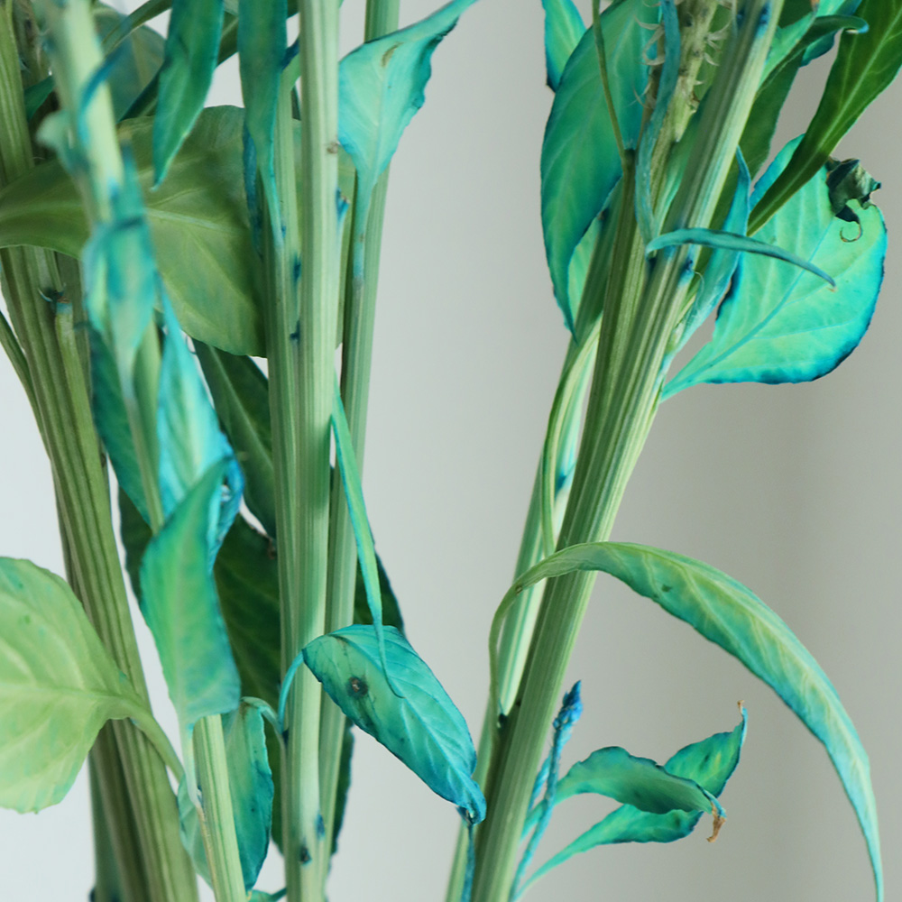 kaye.mt.pluv 現品 くま 希少 ライトローズブルーシェイド kaye.mt