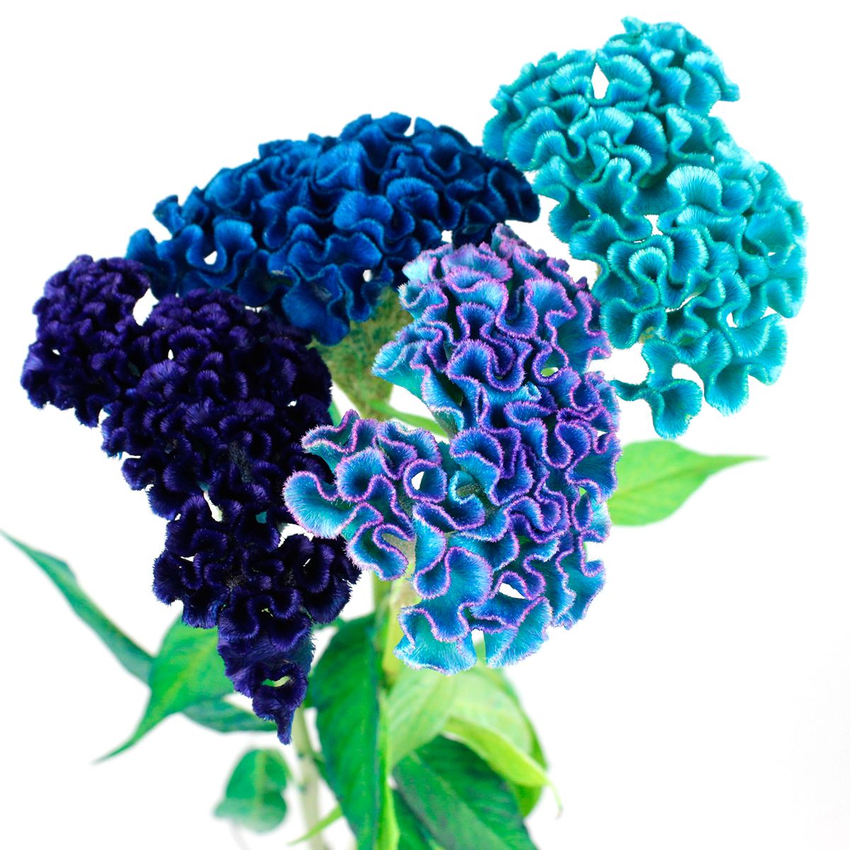 生花 石化ケイトウ 染ブルー 水色 山中さん 早締切74 通販 はなどんやアソシエ 生花 石化ケイトウ 染ブルー 水色 山中さん 早締切74 通販 はなどんやアソシエ