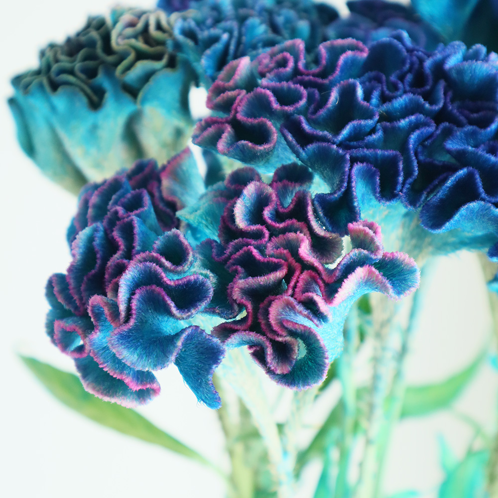 生花】石化ケイトウ 染パープル 山中さん 【早締切-74】 - 花材通販は