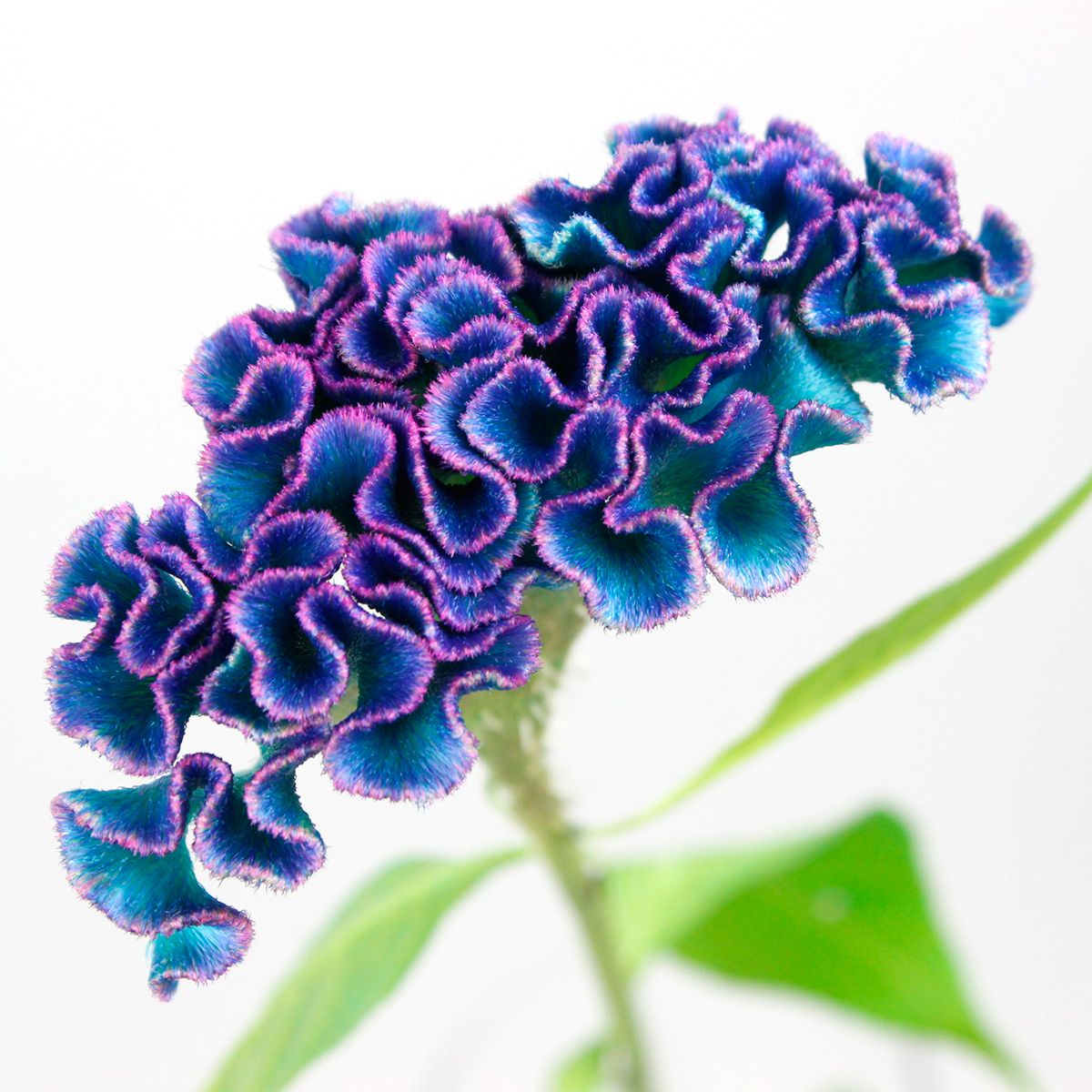 直前!/】石化ケイトウ 染パープル 山中さん 【生花】 - 花材通販はなど