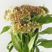 直前!!】明日香園のケイトウ パオパオ【生花】 - 花材通販はなどんや