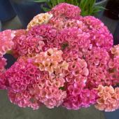 サトウアサミ　ピンクの花 サトウアサミ ピンクの花