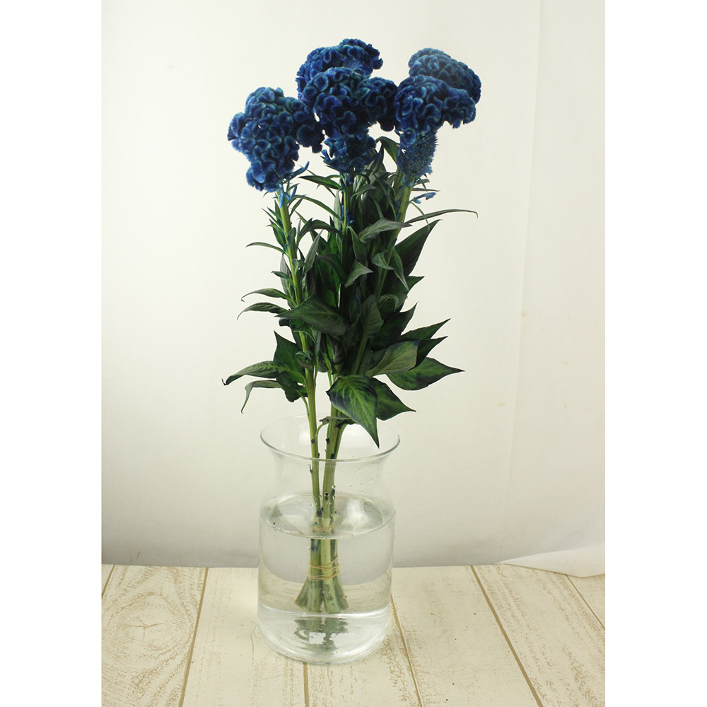 生花 久留米ケイトウ 染めインディゴ 早締切 75 通販 はなどんやアソシエ 生花 久留米ケイトウ 染めインディゴ 早締切 75 通販 はなどんやアソシエ