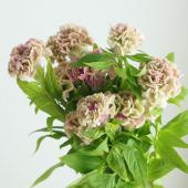 ※販売期間外※【直前!】ケイトウ PFフェアリーローズ【生花】