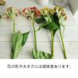 【生花】ケイトウ　フリルMIX(ボンベイ系)【OT】