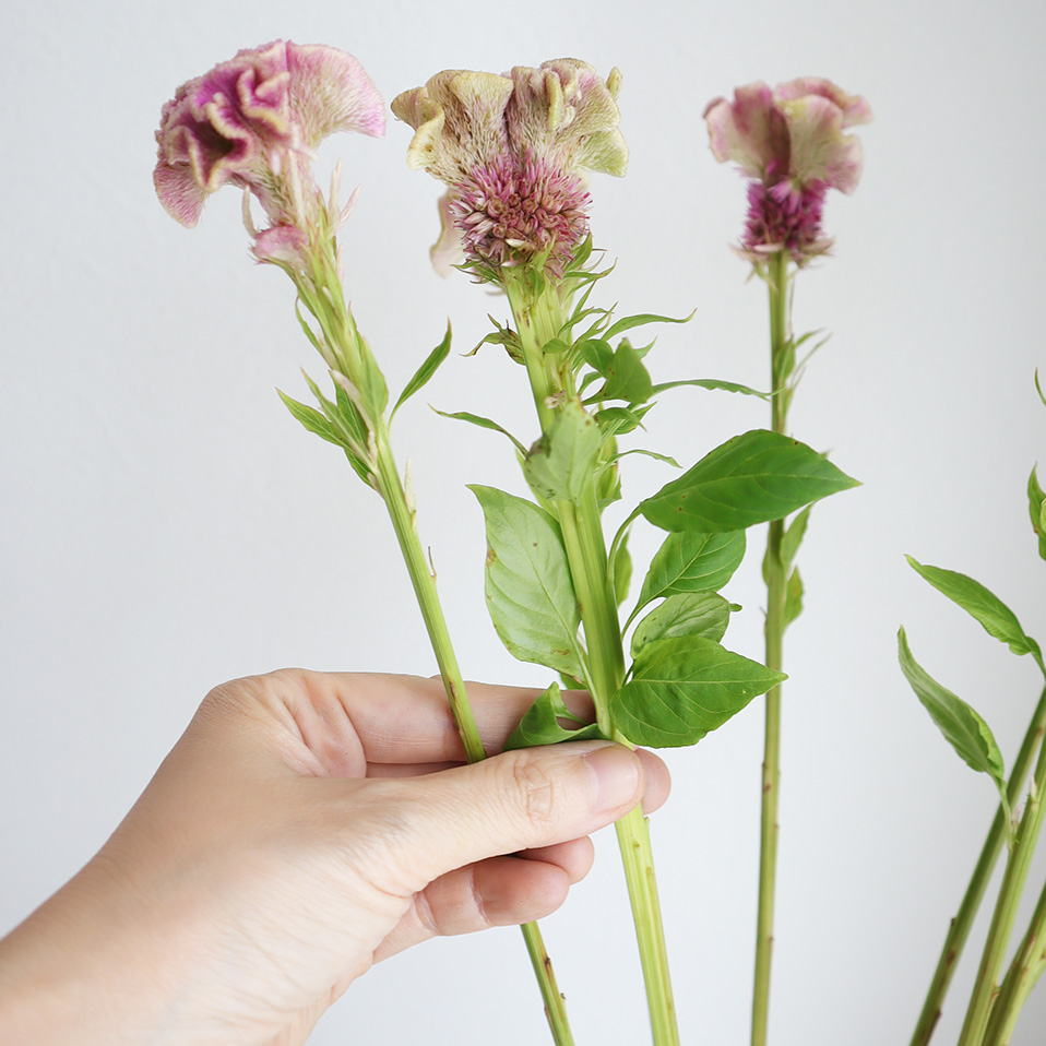 Aespada　花芽付・12ヤマシタマンゴー　耐寒性　特選フルーツ Aespada様専用 花芽付・12ヤマシタマンゴー 耐寒性 特選フルーツ