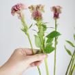 生花】ケイトウ プティフルーツMIX - 花材通販はなどんやアソシエ