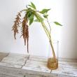【生花】アマランサス   コーラルファウンテン(ピンク系)カクタ花農場 70cm程度　【FJ】