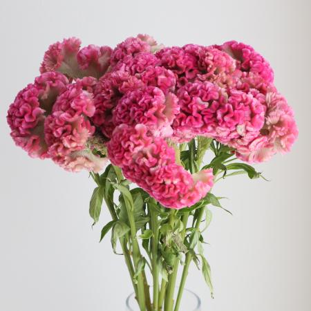 生花】ボンベイケイトウ アクトジバ(ピンク)【OT】 - 花材通販はなどん