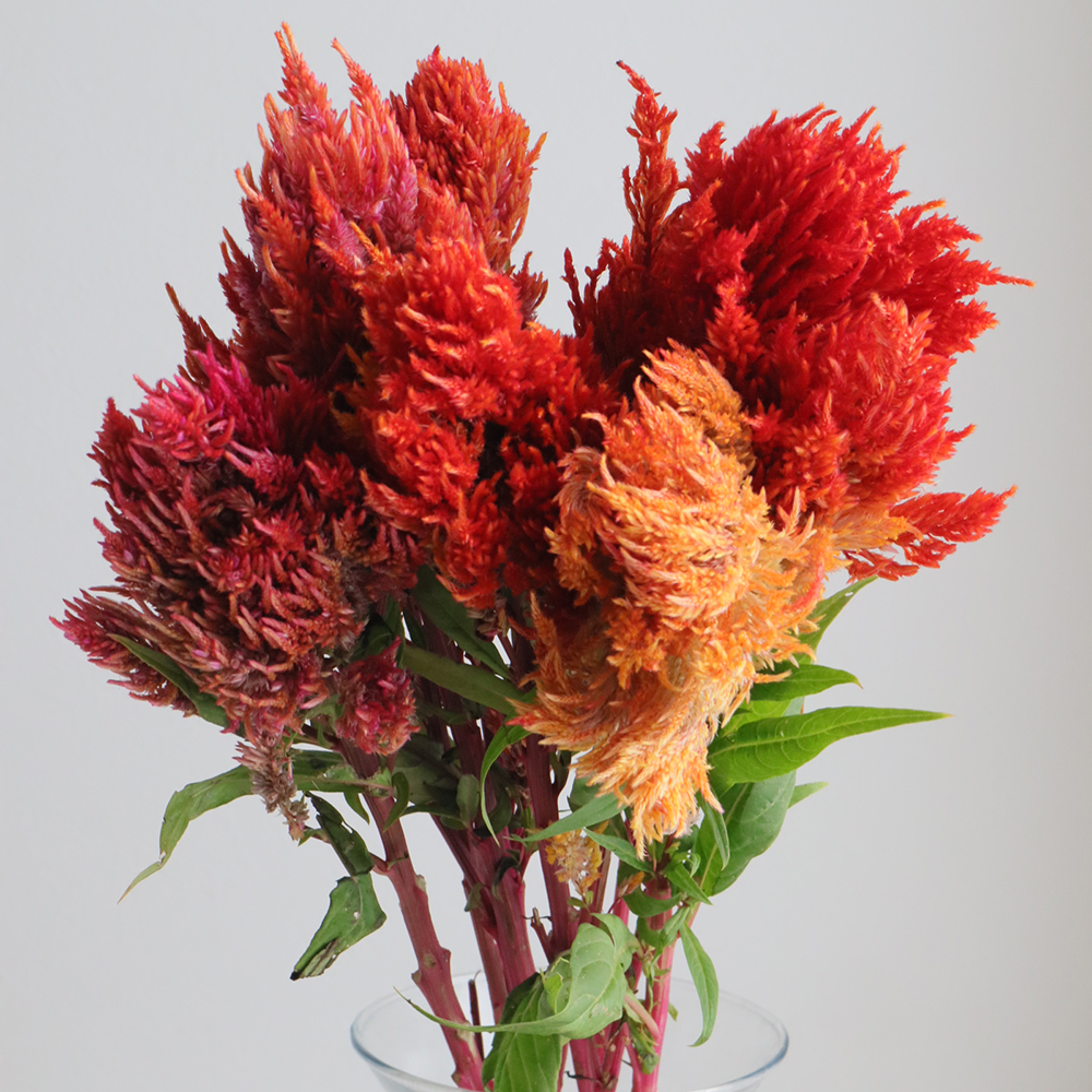直前】羽毛ケイトウ(オレンジ系) 霧島の秋 青木園芸40cm- - 花材通販は