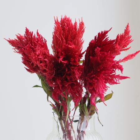 【08直前】羽毛ケイトウ(赤系)　霧島の秋　50cm程度青木園芸