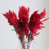 【08直前!】羽毛ケイトウ（赤系）　霧島の秋　50cm程度青木園芸