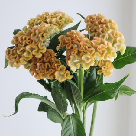 【生花】明日香園のケイトウ　この葉(淡オレンジ) 50cm-【OT】