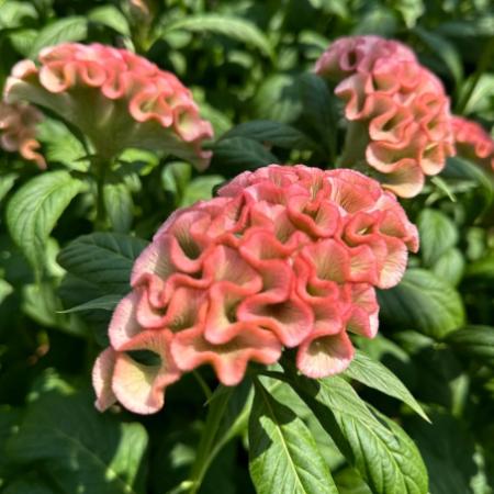【生花】明日香園のケイトウ　サーモンピンク【早締切-74】
