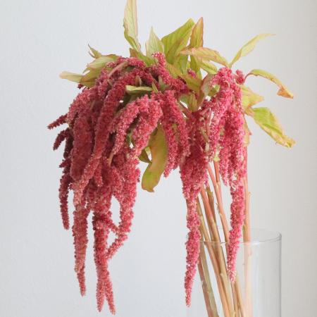 【生花】アマランサス   コーラルレッド　カクタ花農場【FJ 】60CM-