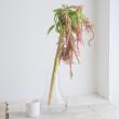 【生花】アマランサス   コーラルレッド　カクタ花農場【FJ 】60CM-