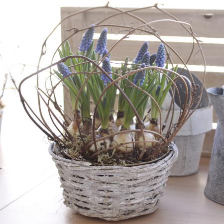 生花 はなどんやキット ムスカリの球根アレンジver 2 花器 バスケット 通販 はなどんやアソシエ