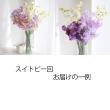 【生花】【送料込み】春のお花定期便(3回分)※北海道・九州・沖縄は送料加算