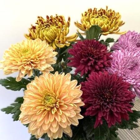 【生花/予約】輸入デコラマム 重陽ミックス 20本セット(4品種×各5本)
