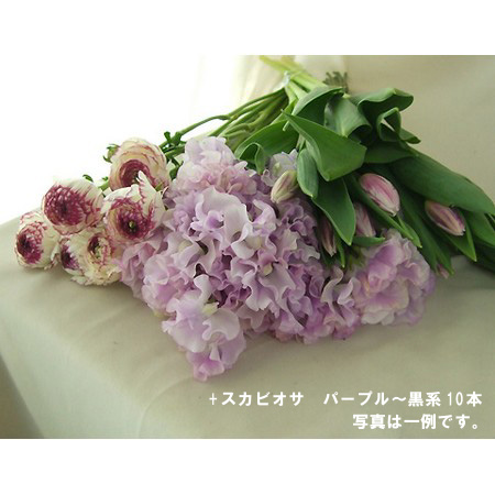 生花】春のお得なアンサンブルセット!(パープル系) - 花材通販はなどん