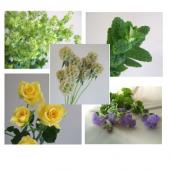 生花】ミントの花束セット - 花材通販はなどんやアソシエ